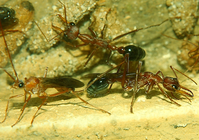 Myrmecia pavida